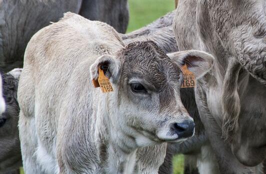 新生婴儿宝宝牛年名字响亮有涵养