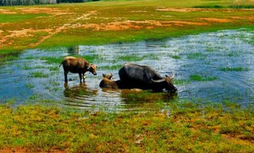 牛年宝宝草字头吉祥的名字大全