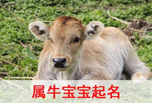 牛年宝宝起名宜用名字大全