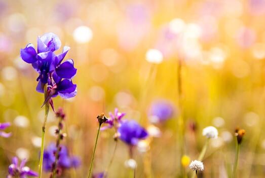 牛年宝宝草字头的好听名字