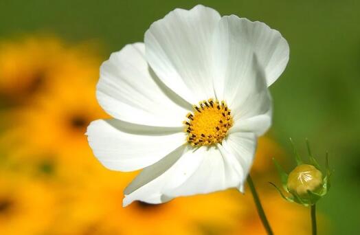 牛年女宝宝女孩时尚好听的名字赏析