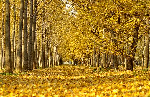 鼠年秋天出生宝宝起名大全