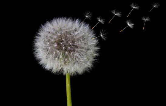 牛年女孩女宝宝好听的名字大全