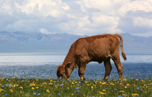 牛年宝宝起名宜用名字大全