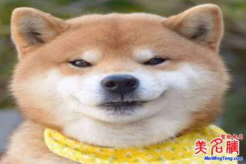 最新女宝宝起名2018属狗的名字大全